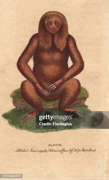 Three toed sloth in unnatural seated position. Image copied from an illustration by George Edwards: 'The specimen from which I drew it was a stuffed...