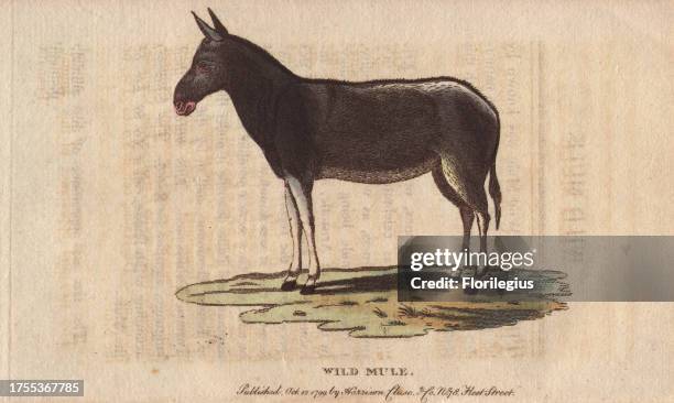 Wild mule Equus mulus 'The Mongolian and Tungusian Tartars kill the wild mule for its flesh, which they prefer to that of the horse and even of the...