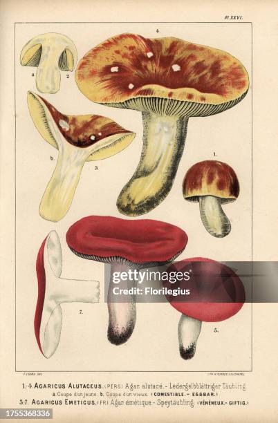 Yellow-gilled russula, Russula alutacea, Agaricus alutaceus, agaric alutace, edible, and the sickener, Russula emetica, Agaricus emeticus, agaric...