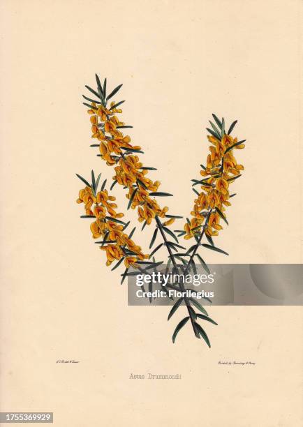 Aotus drummondii Yellow and crimson flowered aotus procumbens Drawn and zincographed by C. T. Rosenberg, for Thomas Moore's 'The Garden Companion and...