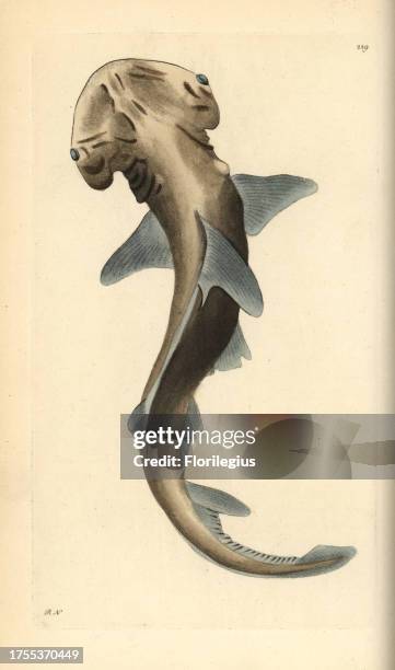 Bonnethead shark, Sphyma tiburo. Illustration signed RN . Handcolored copperplate engraving from George Shaw and Frederick Nodder's 'The Naturalist's...