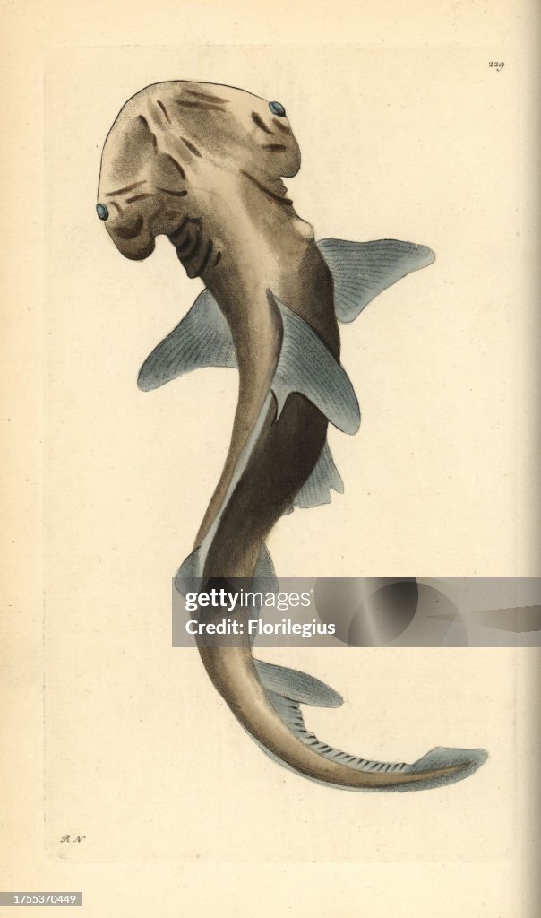 Bonnethead shark, Sphyma tiburo
