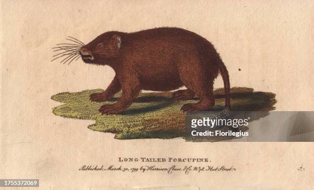 Long tailed porcupine Trichys fasciculata 'Travellers and naturalists, says Buffon, have attributed to the porcupine the property of darting its...