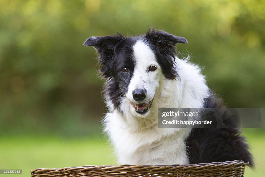 Lächelnd senior Hund