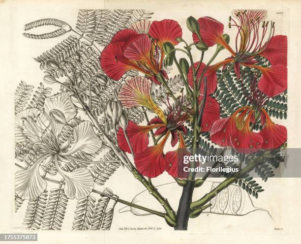 Royal poinciana, Delonix regia . Vulnerable. Handcoloured copperplate engraving by Weddell after an illustration by Bojer from Samuel Curtis's...