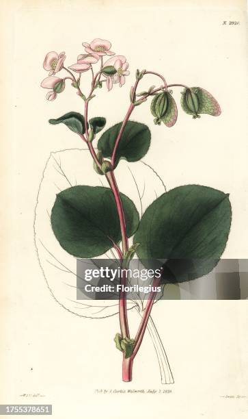 Wax begonia, Begonia cucullata . Handcoloured copperplate engraving by Swan after an illustration by William Jackson Hooker from Samuel Curtis's...