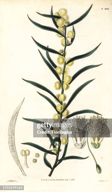 Hairy wattle or woolly-podded acacia, Acacia lanigera, native to Australia. Handcoloured copperplate engraving by Swan after an illustration by...