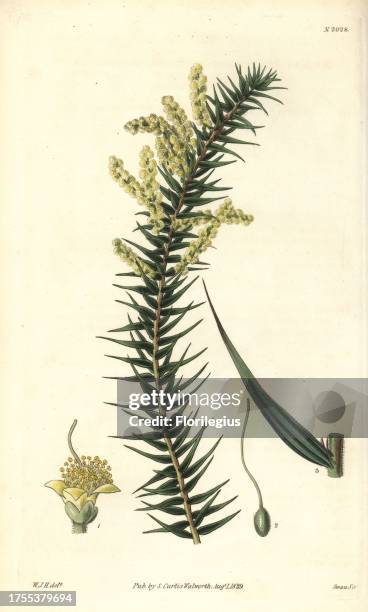 Spike wattle or downy-stemmed acacia, Acacia oxycedrus. Handcoloured copperplate engraving by Swan after an illustration by William Jackson Hooker...