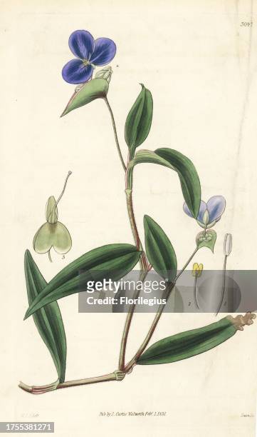 Commelina fasciculata . Handcoloured copperplate engraving by Swan after an illustration by William Jackson Hooker from Samuel Curtis's "Botanical...