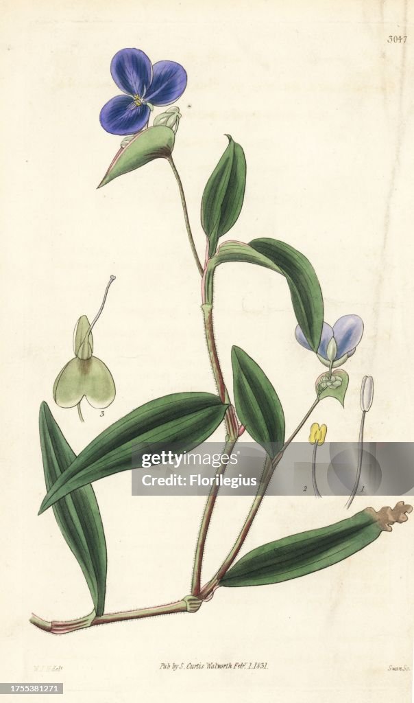 Commelina fasciculata