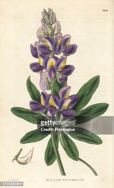 Andean lupin, Lupinus mutabilis . Handcoloured copperplate engraving by Swan after an illustration by William Jackson Hooker from Samuel Curtis's...