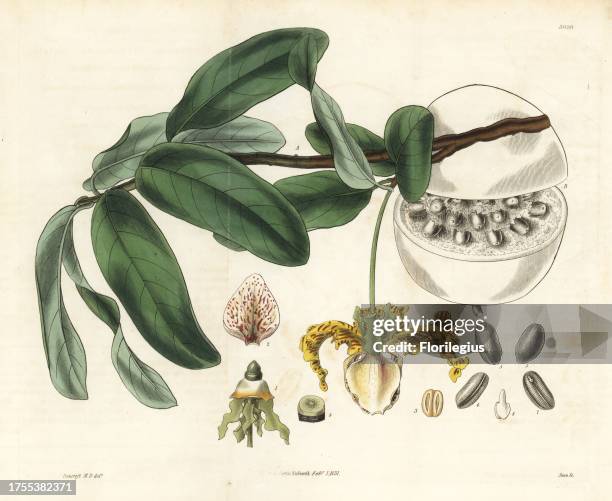 Jamaica calabash-nutmeg, Monodora myristica. Handcoloured copperplate engraving by Swan after an illustration by Bancroft from Samuel Curtis's...