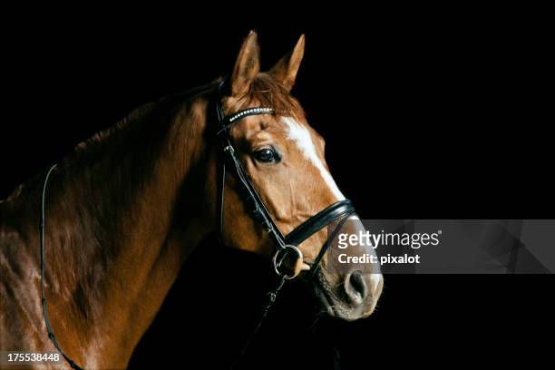 チェスナッツの馬のポートレート - animal head ストックフォトと画像