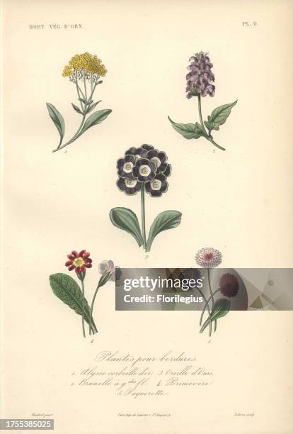 Golden queen , large self-heal , primrose , clove pink or carnation and daisies . Plantes Pour Bordures: 1) Alysse Corbeille d'or 2) Brunelle 3)...