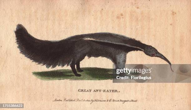 Great ant eater or ant bear Myrmecophaga tridactyla 'Messrs Aublet and Olivier assured [Buffon] that the great ant eater feeds by means of its tongue...