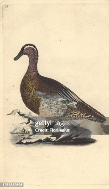 Male garganet or garganey duck with its distinctive plumage. Anas querquedula Edward Donovan was an Anglo-Irish amateur zoologist, writer, artist and...