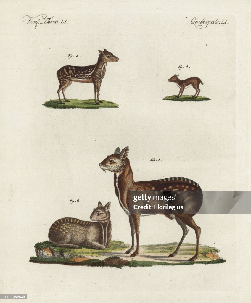 Musk deer from Bertuch's 'Bilderbuch fur Kinder,' Germany, 1798