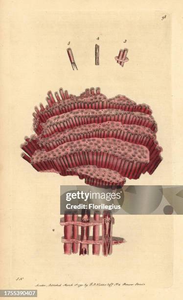 Organ-pipe coral, Tubipora musica. Illustration signed SN . Handcolored copperplate engraving from George Shaw and Frederick Nodder's 'The...