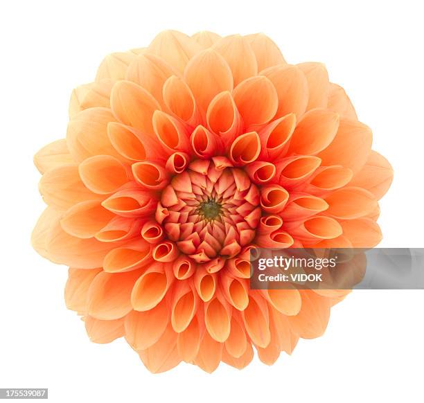 dahlia - enkele bloem stockfoto's en -beelden