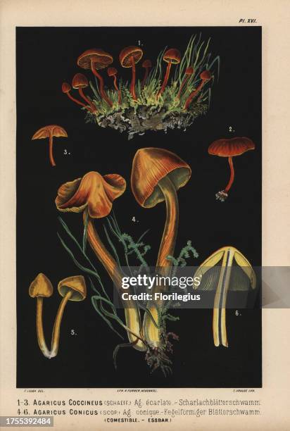 Scarlet hood, Hygrocybe coccinea, Agaricus coccineus, agaric ecarlate, and Witch's hat, Hygrocybe conica, Agaricus conicus, agaric conique, edible....