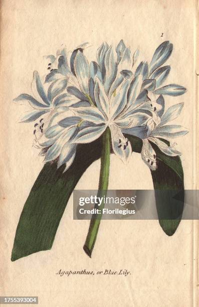 Sky-blue agapanthus lily flower shown in full bloom in the top of the page, with a single thick dark green cut leaf arched decoratively behind the...