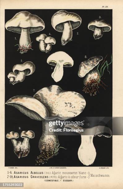 St. George's mushroom, Calocybe gambosa, Agaricus albellus, agaric mousseron blanc, Agaricus graveolens, agaric a odeur forte. Chromolithograph by C....