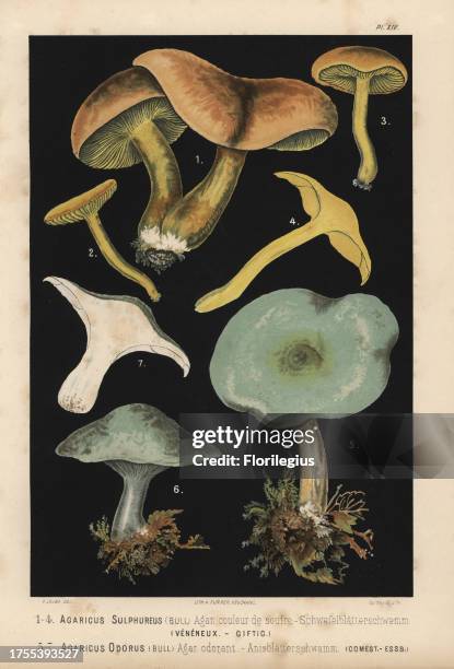 Sulphur knight or gas agaric, Tricholoma sulphureum, Agaricus sulphureus, and Aniseed toadstool, Clitocybe odora, Agaricus odorus. Chromolithograph...