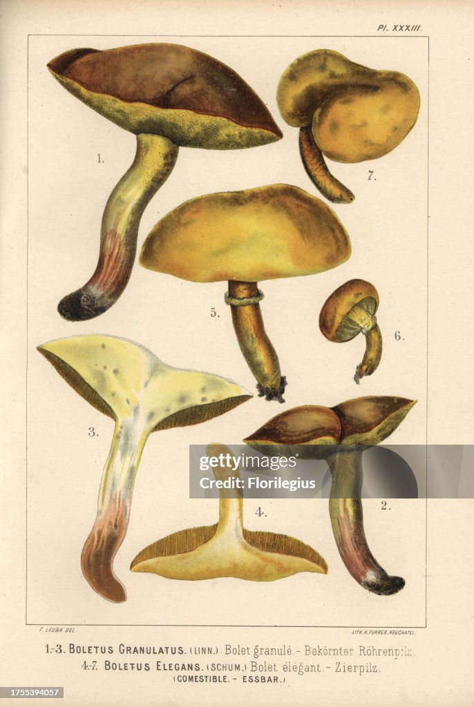 Weeping bolete, Suillus granulatus, Boletus granulatus, bolet granule, and Bovine bolete, Suillus grevillei, Boletus elegans, bolet elegant, edible