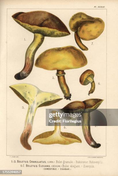 Weeping bolete, Suillus granulatus, Boletus granulatus, bolet granule, and Bovine bolete, Suillus grevillei, Boletus elegans, bolet elegant, edible....