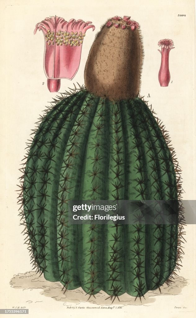 Turk's head cactus