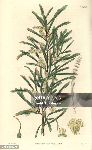 Acacia mucronata Mucronated acacia or narrow-leaf wattle with pale yellow flowers. Illustration by WJ Hooker, engraved by Swan. Handcolored...