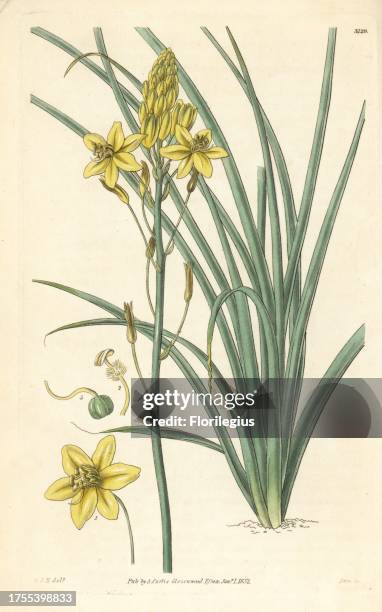 Leek lily, Bulbine semibarbata . Handcoloured copperplate engraving by Swan after an illustration by William Jackson Hooker from Samuel Curtis'...