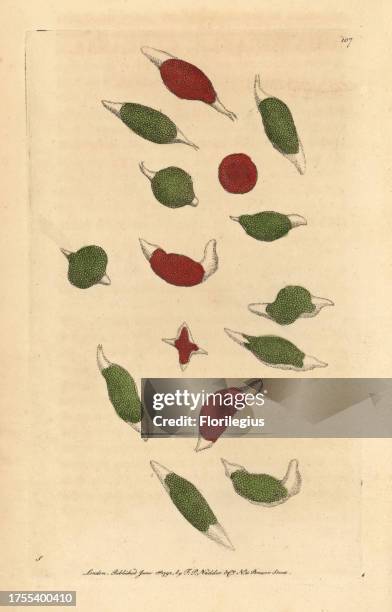 Cercaria Label Animalcule Photos and Premium High Res Pictures - Getty Images