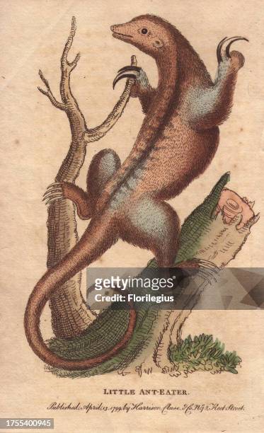 Little anteater or silky anteater Cyclopes didactylus 'By the natives of Guiana, where it inhabits, It is called, Buffon says, the ouatiriouaou.'...