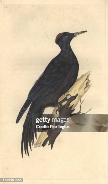 Great black woodpecker with vermillion cap and jet black plumage. Dryocopus martius Edward Donovan was an Anglo-Irish amateur zoologist, writer,...