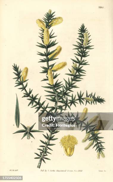 Ovoid prickly moses, Acacia verticillata subsp. Ruscifolia . Handcoloured copperplate engraving by Swan after an illustration by William Jackson...