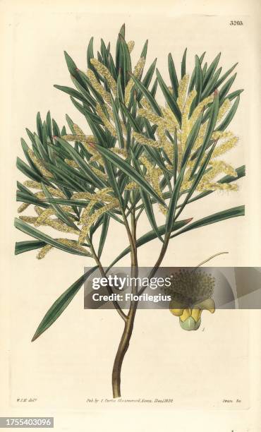 Gossamer wattle, Acacia floribunda , native to Australia. Handcoloured copperplate engraving by Swan after an illustration by William Jackson Hooker...