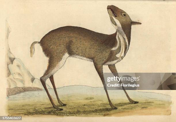 Pygmy musk deer or royal antelope Moschus pygmaeus, Neotragus pygmaeus, Capra pygmea Illustration signed by N . Handcolored copperplate engraving...