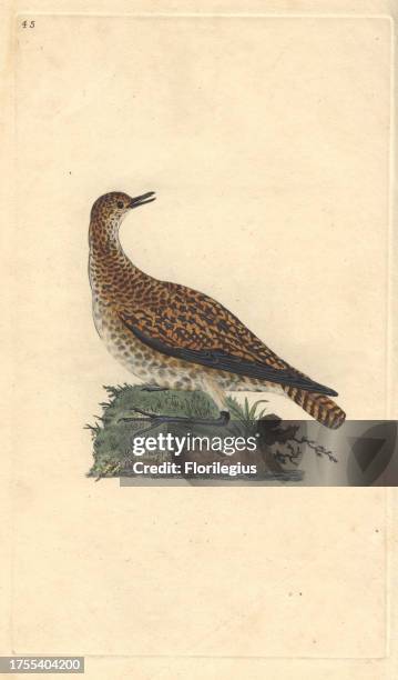 Golden plover with spotted brown and gold plumage. Pluvialis apricaria Edward Donovan was an Anglo-Irish amateur zoologist, writer, artist and...