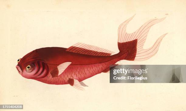 Goldfish variety, Carassius auratus. Illustration signed RN . Handcolored copperplate engraving from George Shaw and Frederick Nodder's 'The...