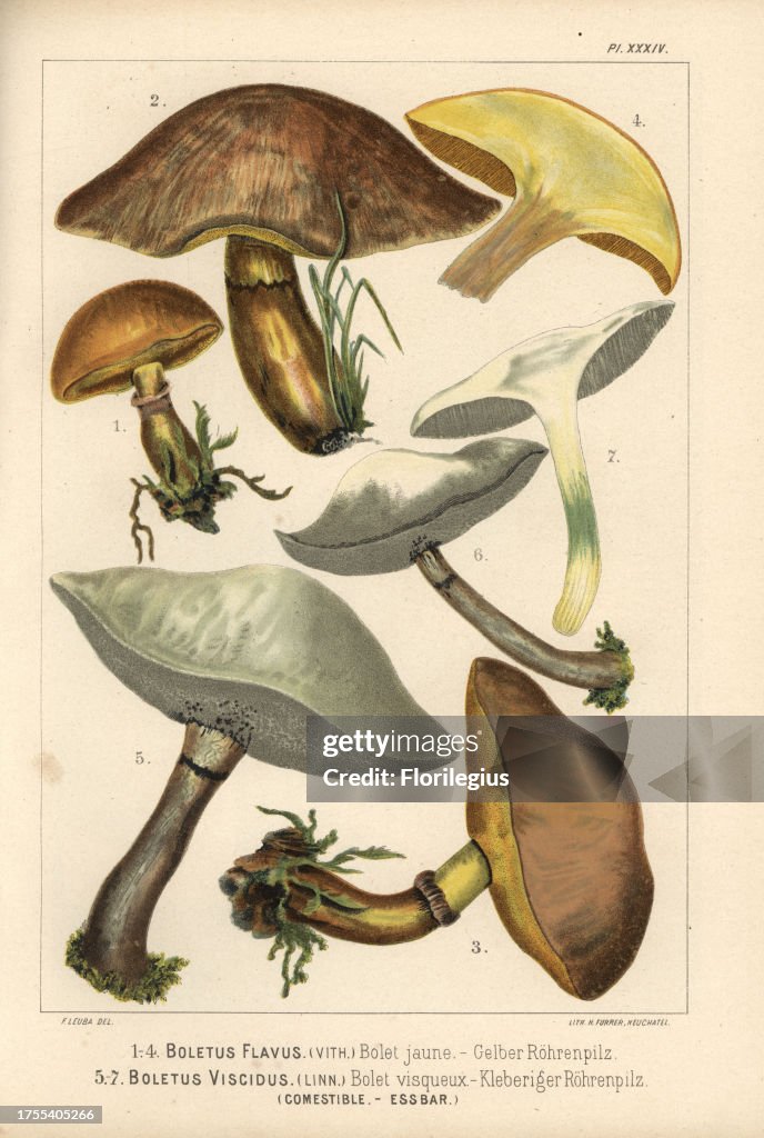 Greville's, Larch or Bovine Bolete, Suillus grevillei, Boletus flavus, bolet jaune, and Sticky bolete, Suillus viscidus, Boletus viscidus, bolet visqueux, edible