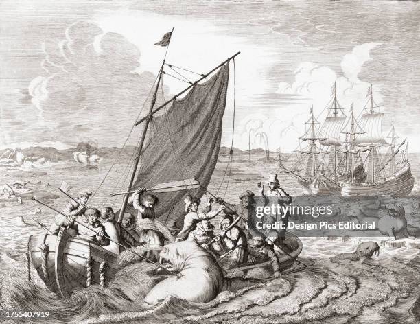 Walrus hunters in the 16th century. The picture depicts an incident during the voyage of Dutch explorer Willem Barentsz to Novaya Zemlya, or Nova...