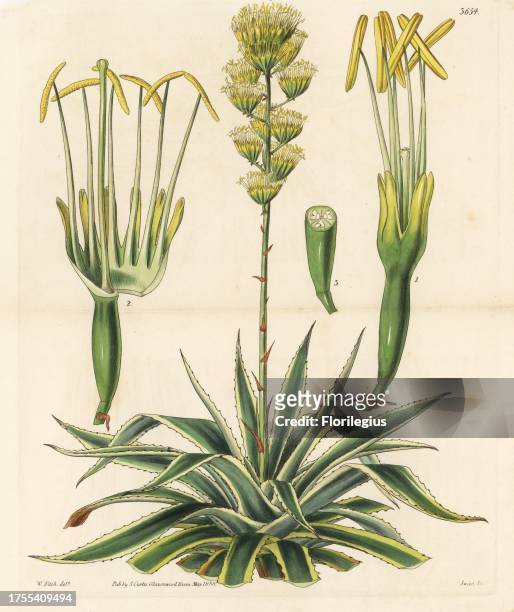 Great American aloe, Agave americana . Handcoloured copperplate engraving after a botanical illustration by Walter Fitch from William Jackson...