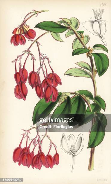 Fuchsia begonia or elephant's ear, Begonia fuchsioides. Handcoloured botanical illustration drawn and lithographed by Walter Fitch from Sir William...