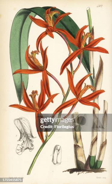 Cinnabar cattleya orchid, Cattleya cinnabarina . Handcoloured botanical illustration drawn and lithographed by Walter Fitch from Sir William Jackson...