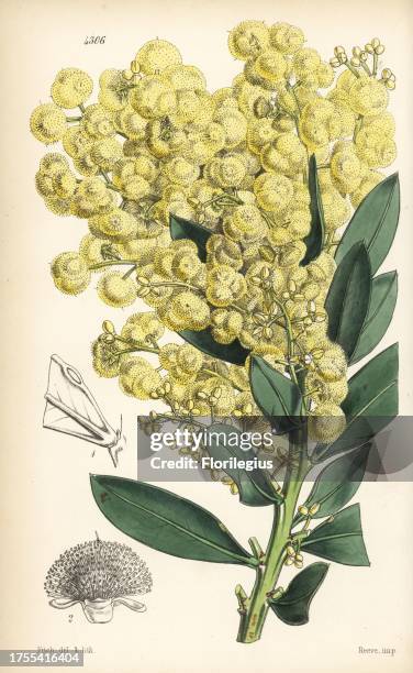 Glowing wattle or celastrus-leaved acacia, Acacia celastrifolia, native to Australia. Handcoloured botanical illustration drawn and lithographed by...
