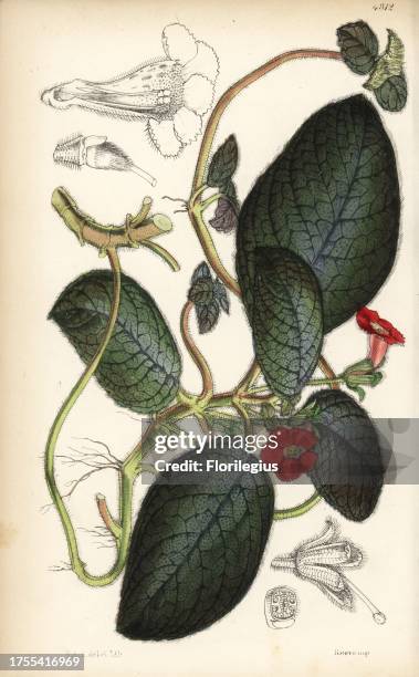 Flame violet, Episcia cupreata . Handcoloured botanical illustration drawn and lithographed by Walter Fitch from Sir William Jackson Hooker's...