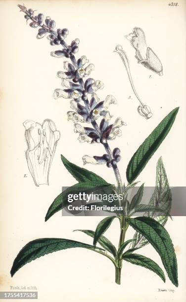 White flowered salvia, Salvia leucantha. Handcoloured botanical illustration drawn and lithographed by Walter Fitch from Sir William Jackson Hooker's...