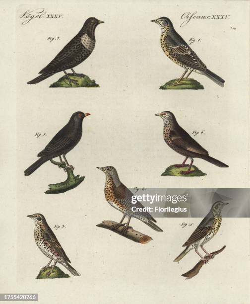 Mistle thrush, Turdus viscivorus 1, fieldfare, T. Pilaris 2, redwing, T. Iliacus 3, song thrush, T. Philomelos 4, blackbirds, T. Merula 5 and ring...