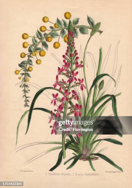 Pink flowered Stylidium armeria and yellow mimosa Acacia undulaefolia Drawn and zincographed by C. T. Rosenberg, for Thomas Moore's 'The Garden...